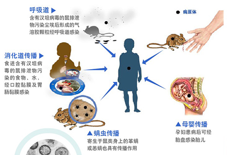 流行性出血熱你了解多少？