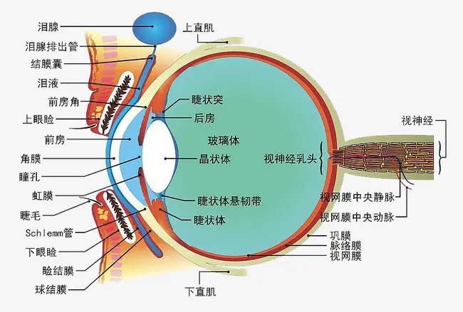 總感覺眼前有線條或氣泡？不要驚慌，就是飛蚊癥！