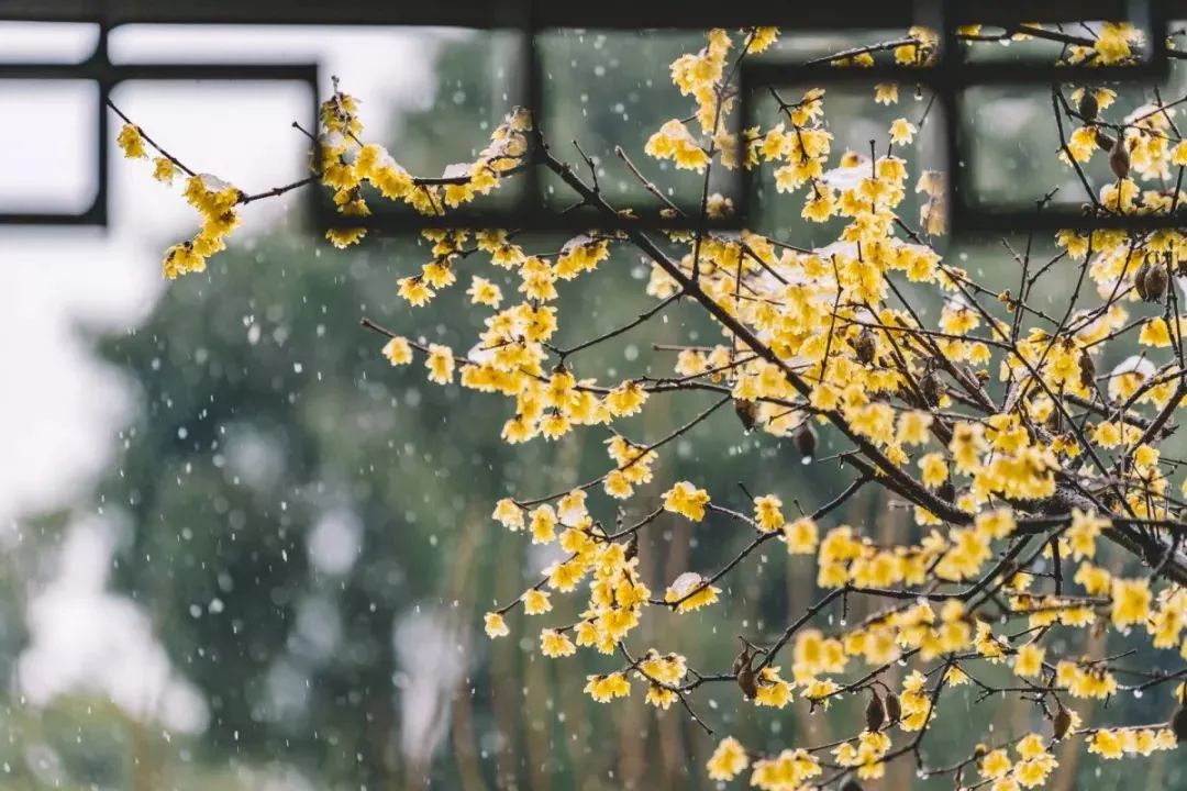 小寒，全年最冷的節(jié)氣！中醫(yī)教你正確調(diào)養(yǎng)身體